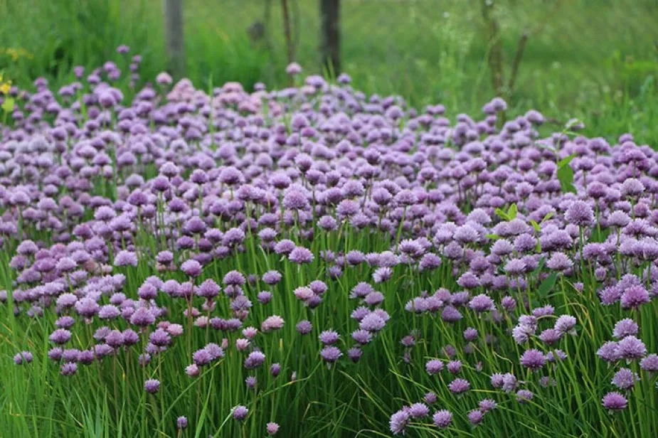 Шнитт-лук (лат. Allium schoenoprasum) — это многолетнее травянистое растение семейства ...