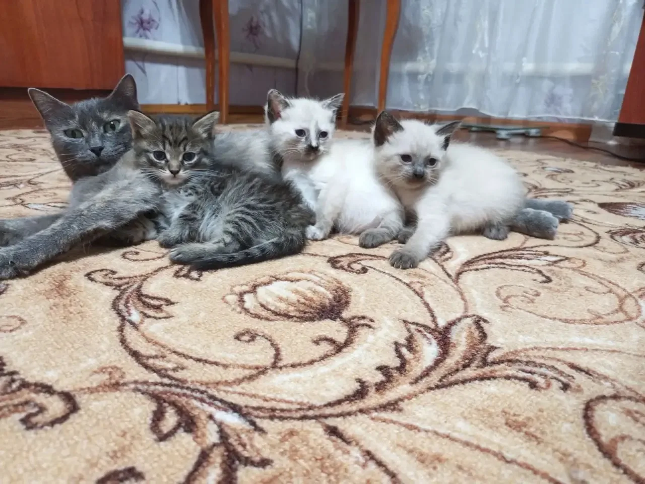 Отдам котят в добрые руки. Один кот и две кошечки. 89271550087