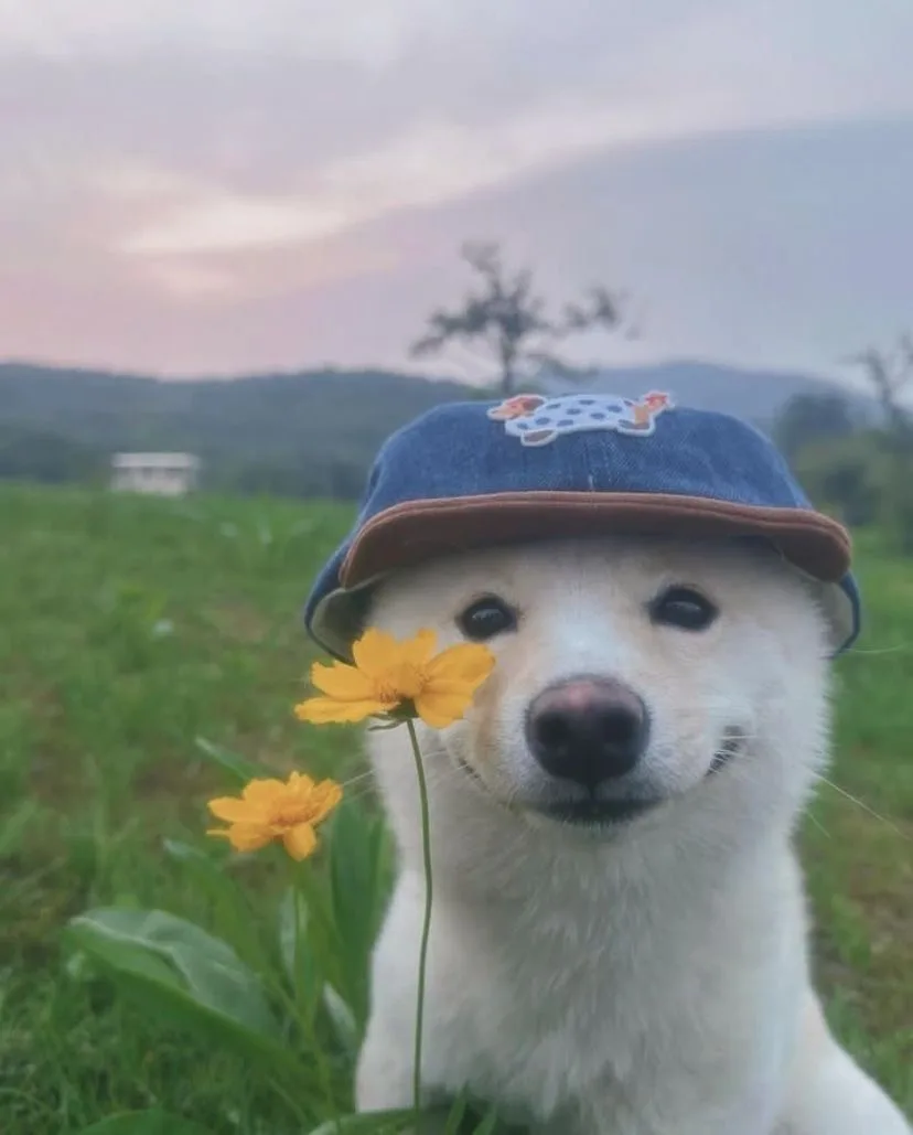 🐾 Аллергия у животных: почему важно рассказать ветеринару