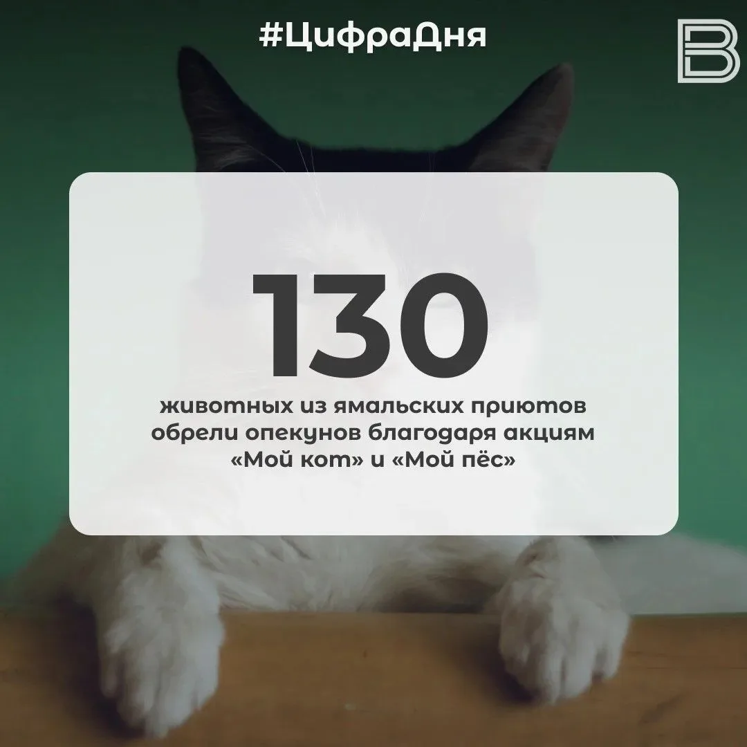 📊 130 животных из ямальских приютов обрели опекунов благодаря акциям «Мой кот» и «Мой ...