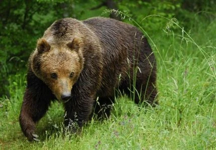 Бурый медведь – крупный хищник, необыкновенно сильный и, безусловно, опасный для челове...
