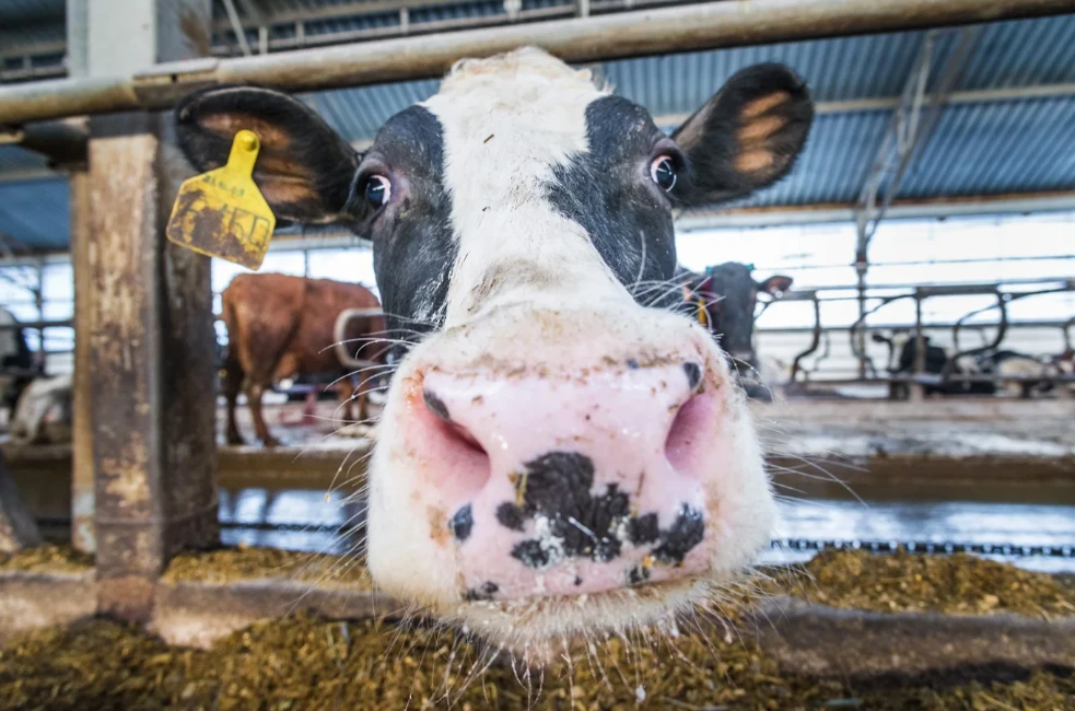 Индекс производства сельхозпродукции в Прикамье в прошлом году вырос на 4,5%