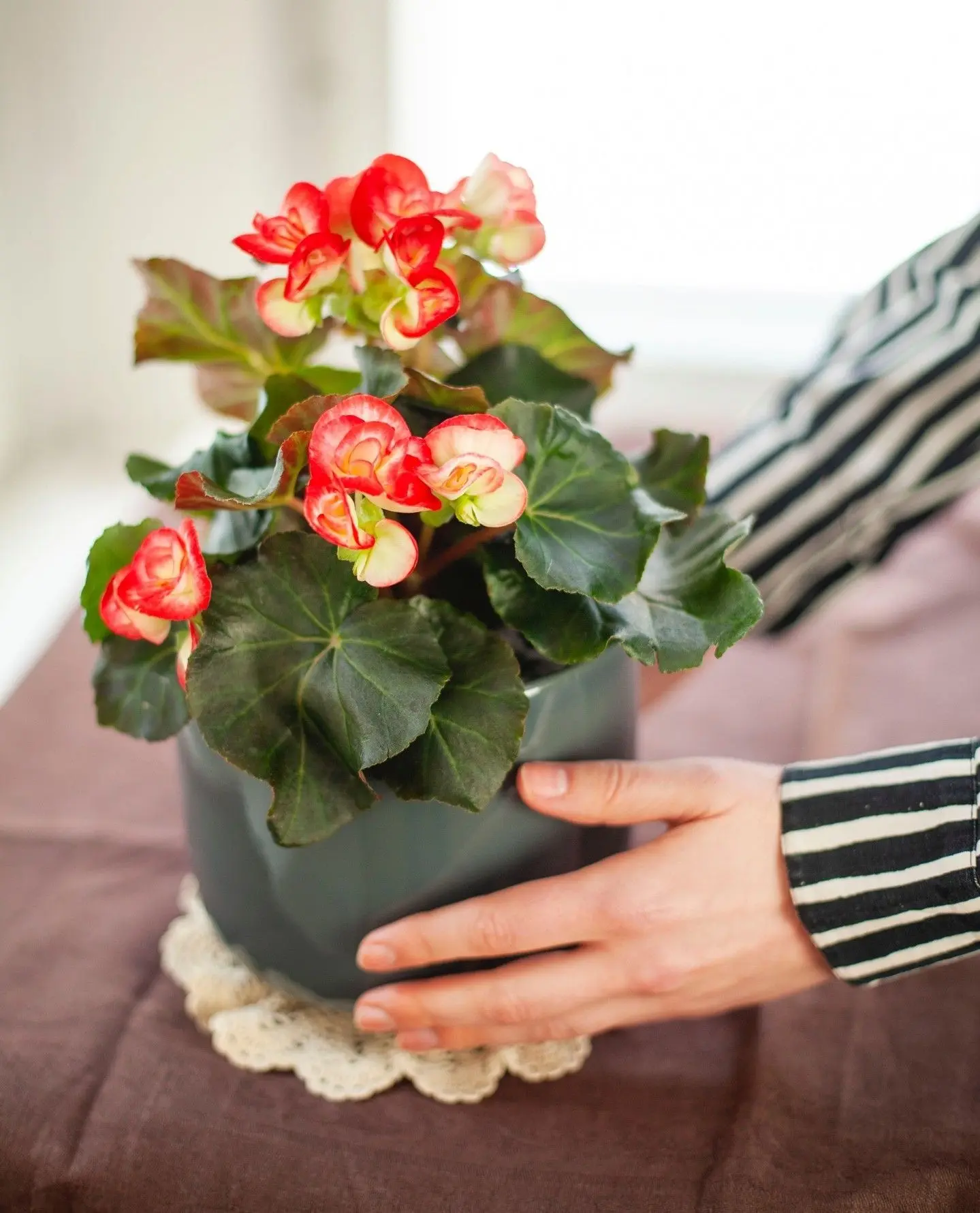 🌺 Бегония Элатиор — это комнатное растение, которое цветёт долго, ярко и эффектно. Её ...
