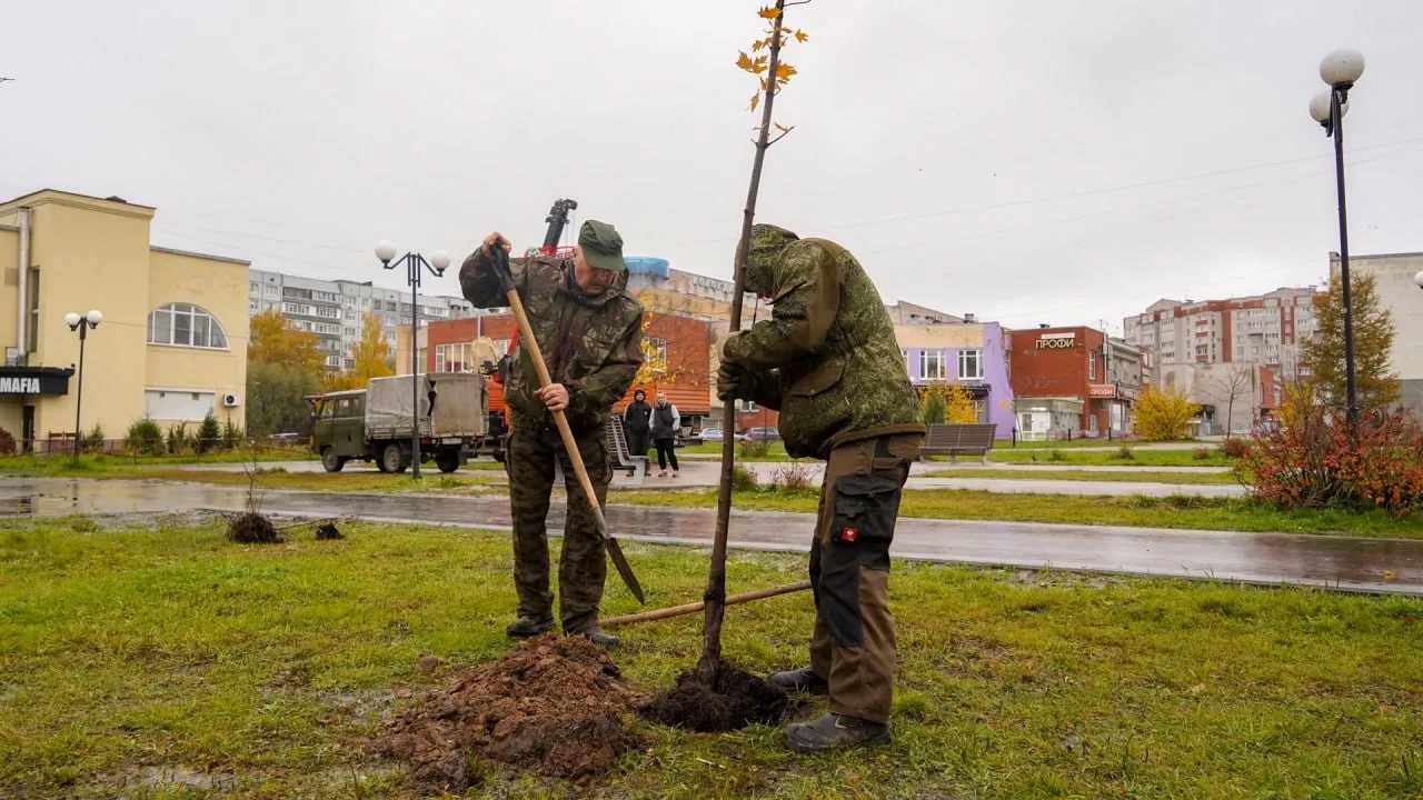 🌳 Клёны с набережной Вологды пересаживают на площадь Федулова.