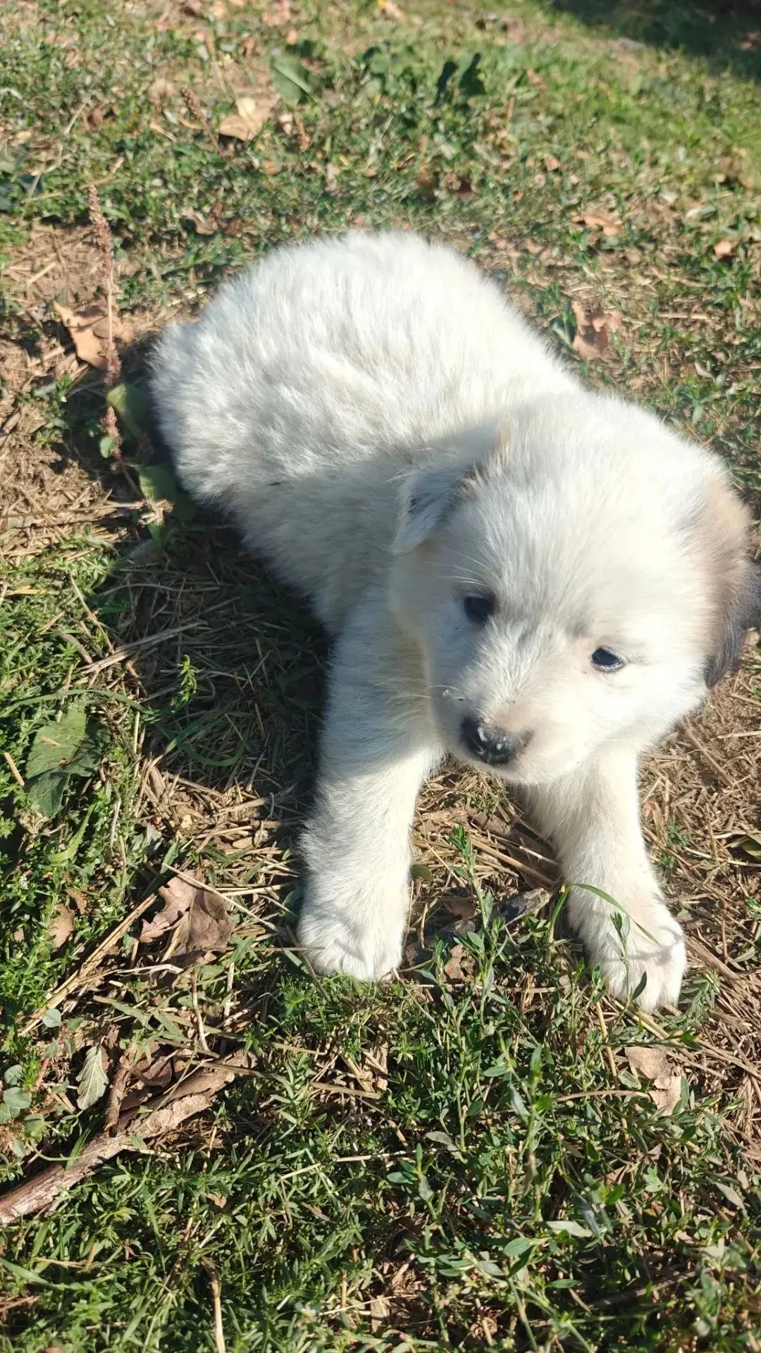 🐕‼️СИТУАЦИЯ ПРОСТО КРИТИЧЕСКАЯ!!!!!!!!! На Трассе в сторону Покровского выкинули мален...