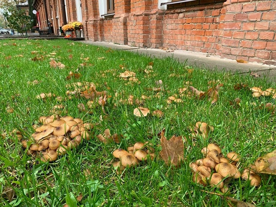 В центре Курска появилась грибная поляна