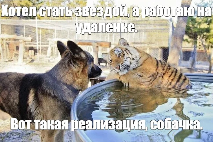 Удалёнщики наращивают силы: какие профессии востребованы