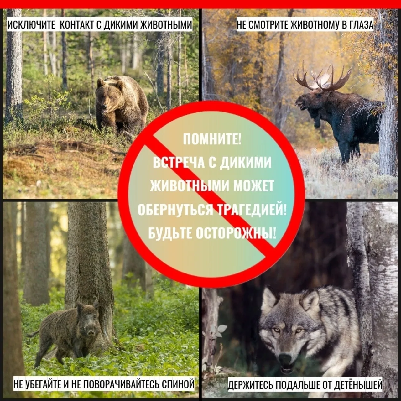🐻🦊🐗🐺🦁🐨Встреча с дикими животными может обернуться трагедией именно из-за незнания...