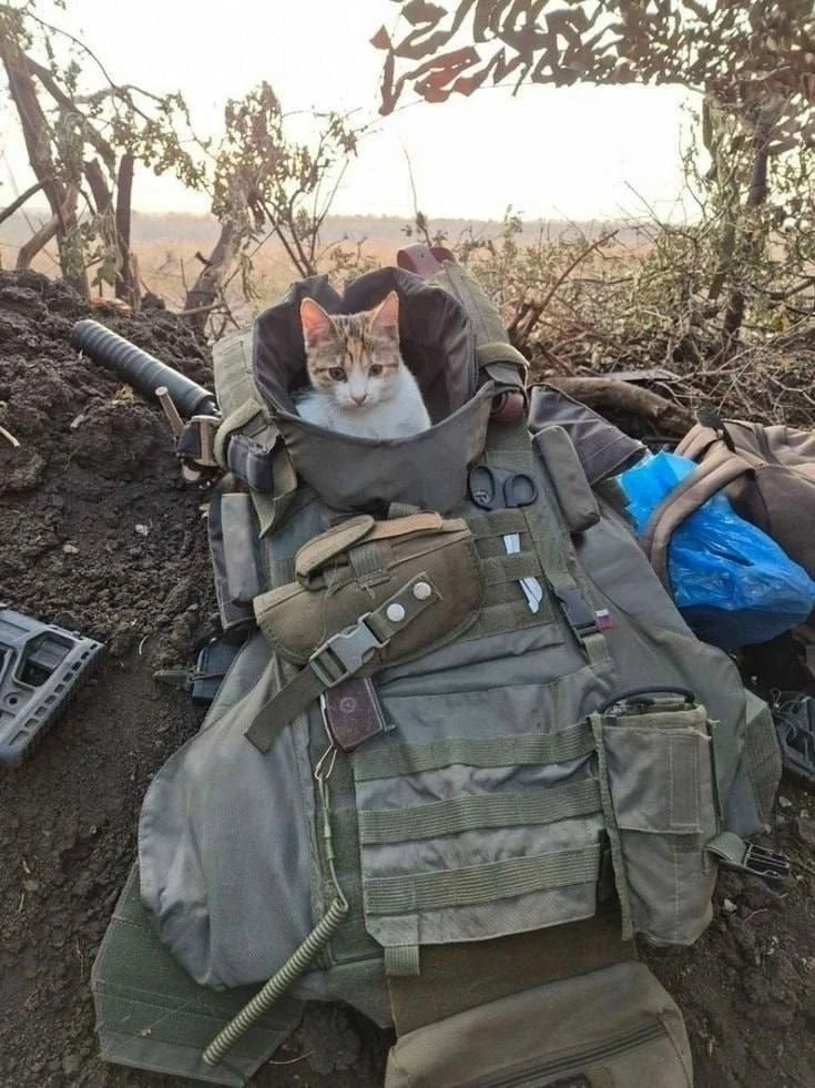 Когда в команде есть боевой кот — всё под контролем.