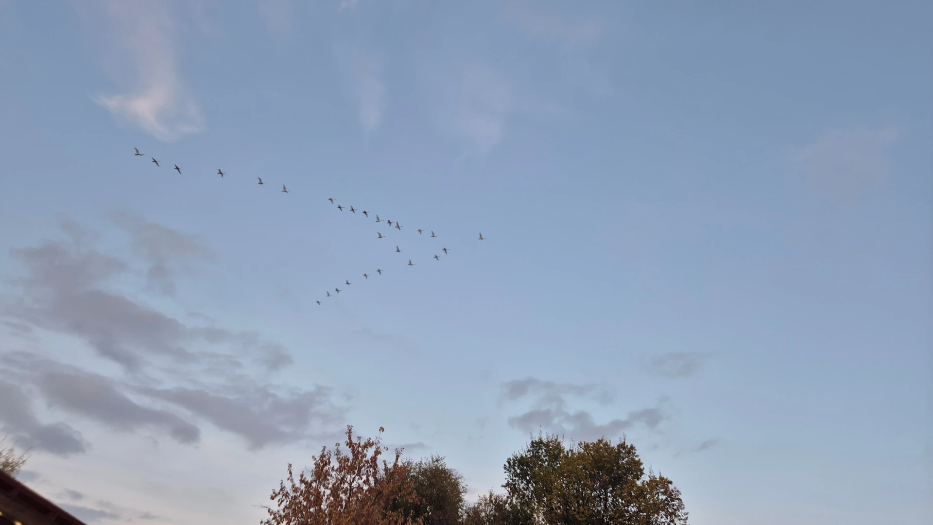 🍂 Осенний перелёт над Сибаем 🕊️