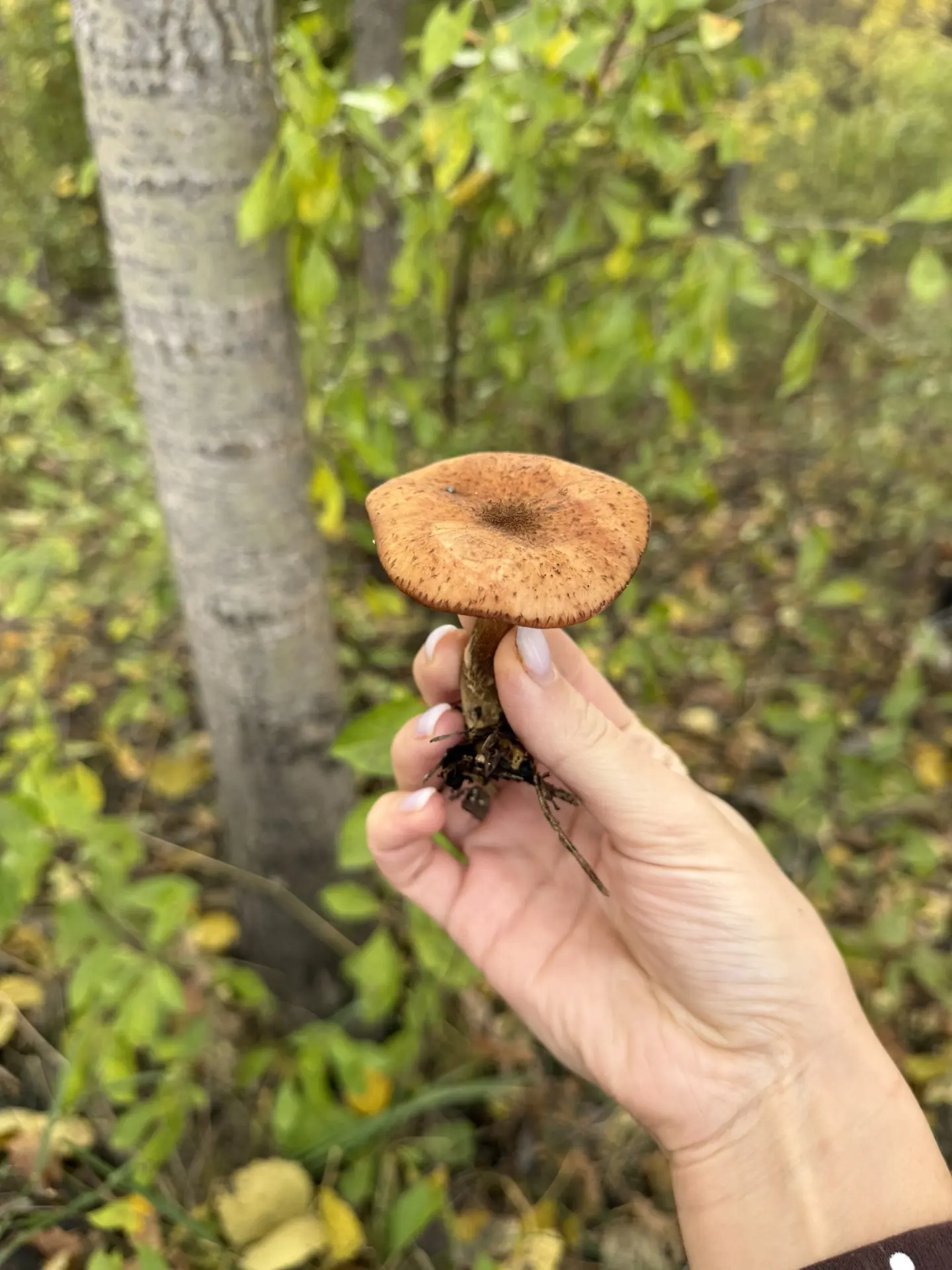 Осень 🍂