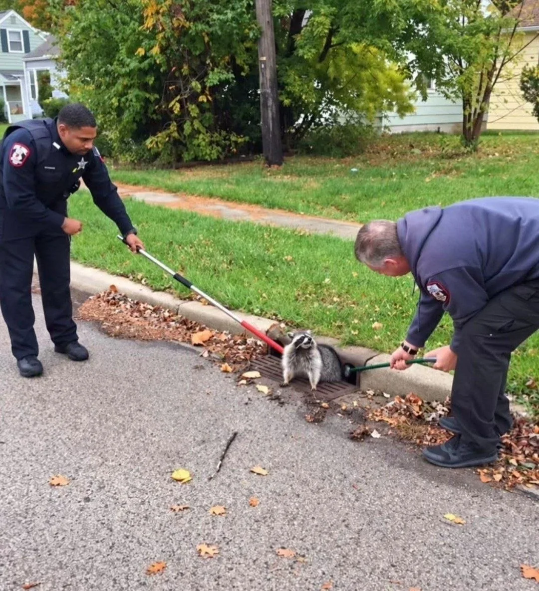 🦝Енот из США настолько отъел пузище, что застрял в канализационной решётке — спасать т...