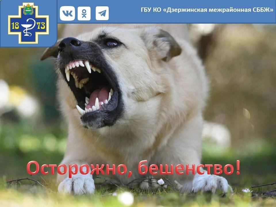 Бешенство: почему нельзя игнорировать укусы животных?🐱🐶