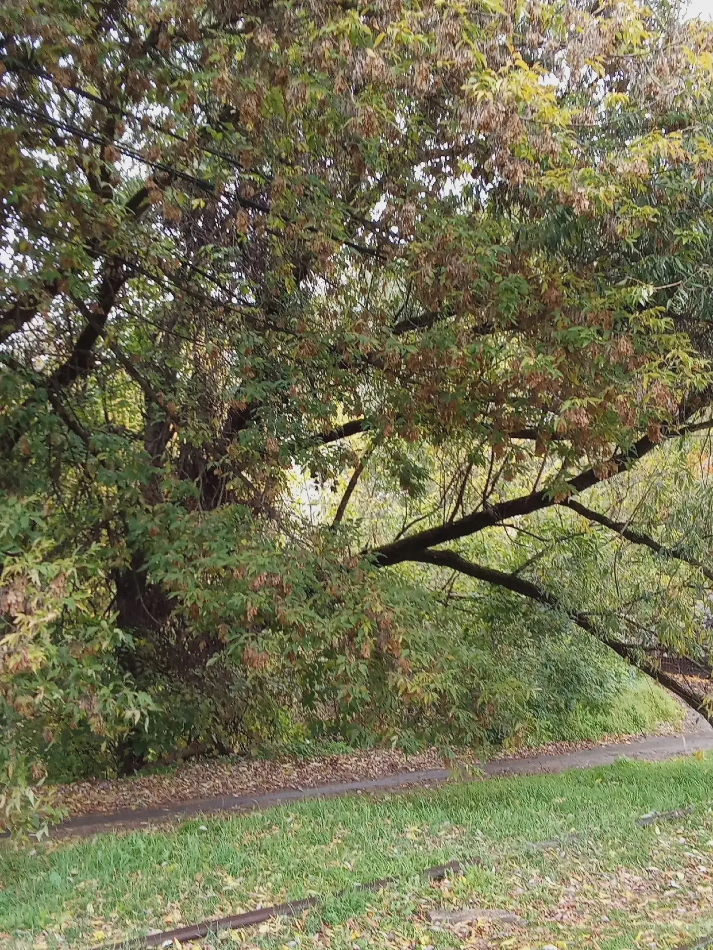 Деревья нависают над тропой на Дарвина