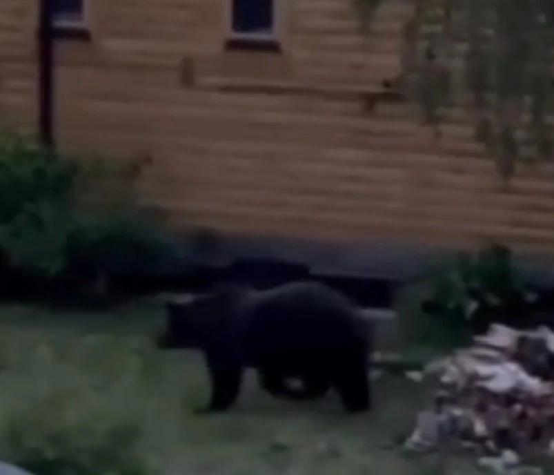 🐻🌲«Ситуация всё острее». В каждом районе Карелии создадут оперативные группы для защи...