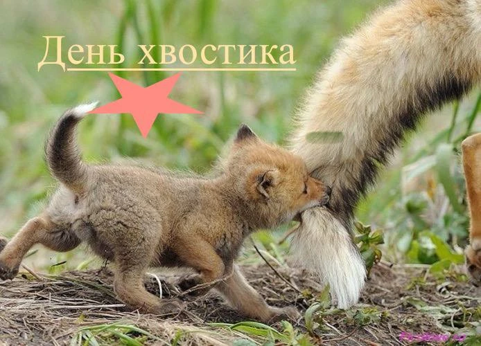 И вот снова Выходные- наши  дни помощи "хвостиками" нашим мальчишкам💪🇷🇺❤️