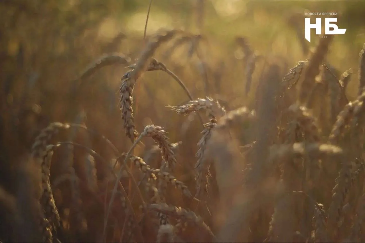 🚜 Брянским аграриям выделили 100 млн рублей на покупку сельхозтехники