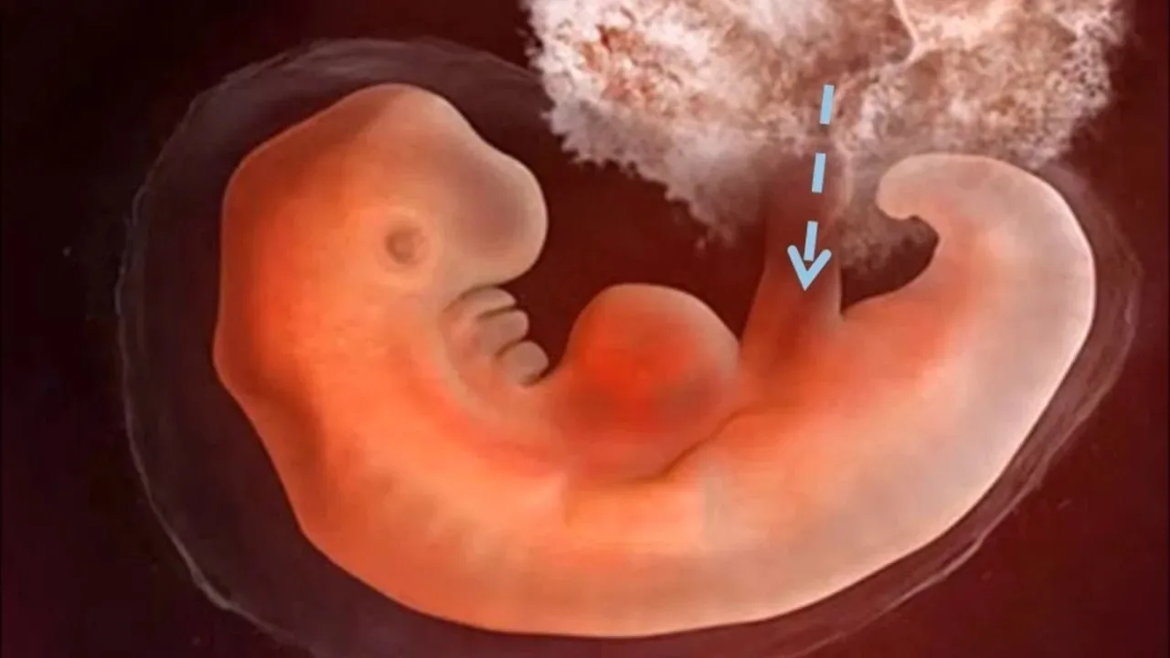 4 неделя: когда «точка» на УЗИ превращается в будущего человека 🤰