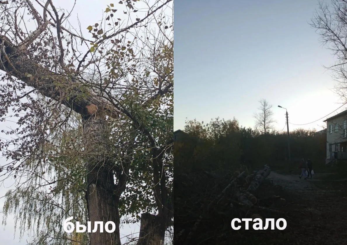 ✅Спил произведен. Порубочные остатки будут убраны до 5 ноября.
