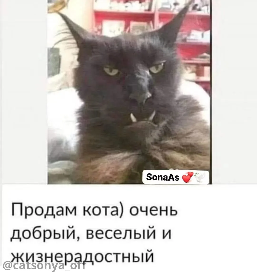 ➡️ SyntxAi