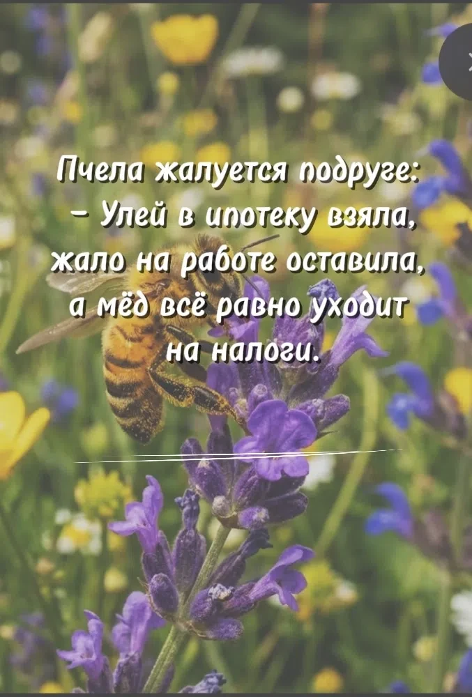 "Улей строгого режима"