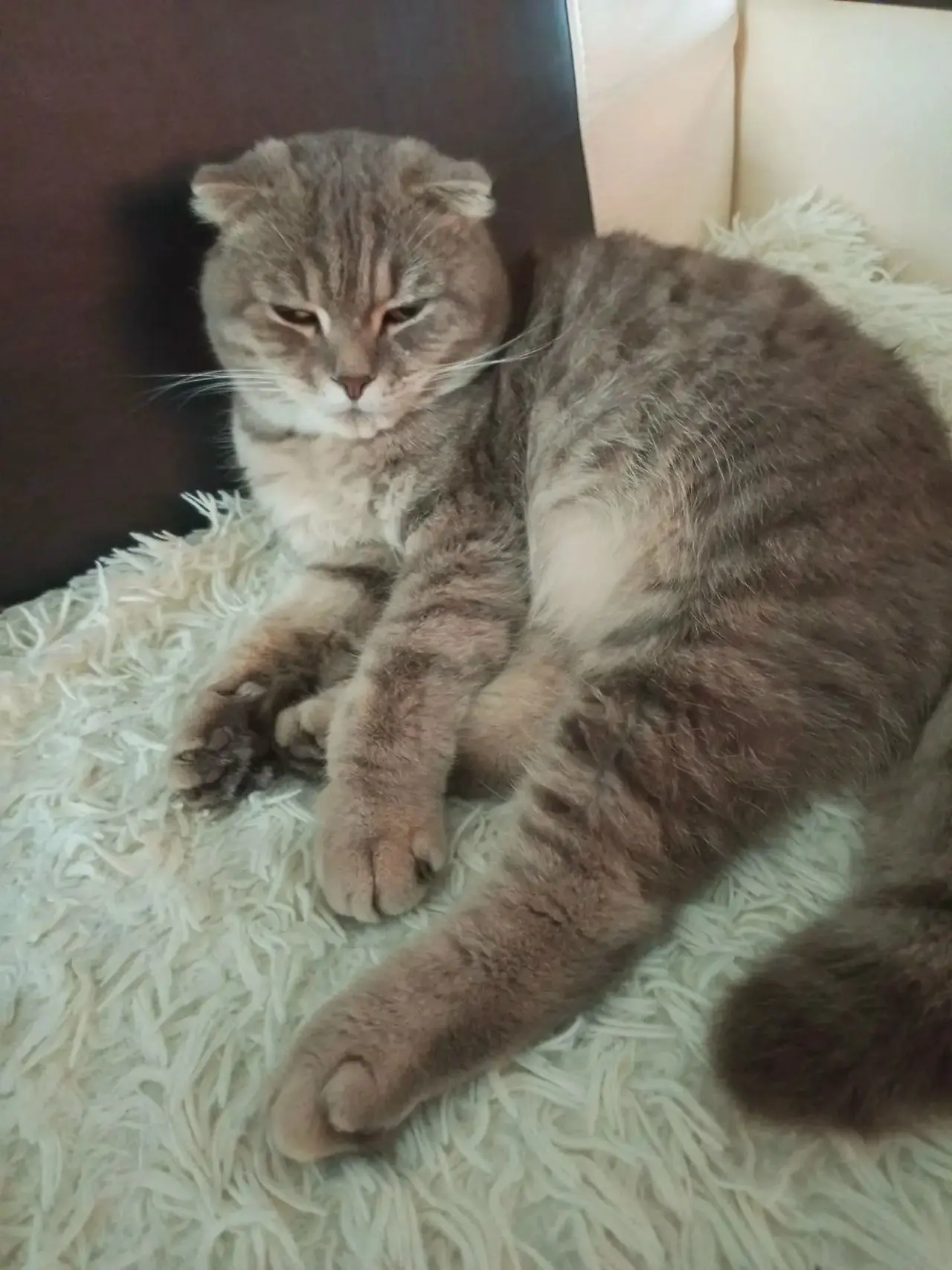 Найдена кошка в районе Толмачёво. Контакт 8-999-522-41-66 Людмила