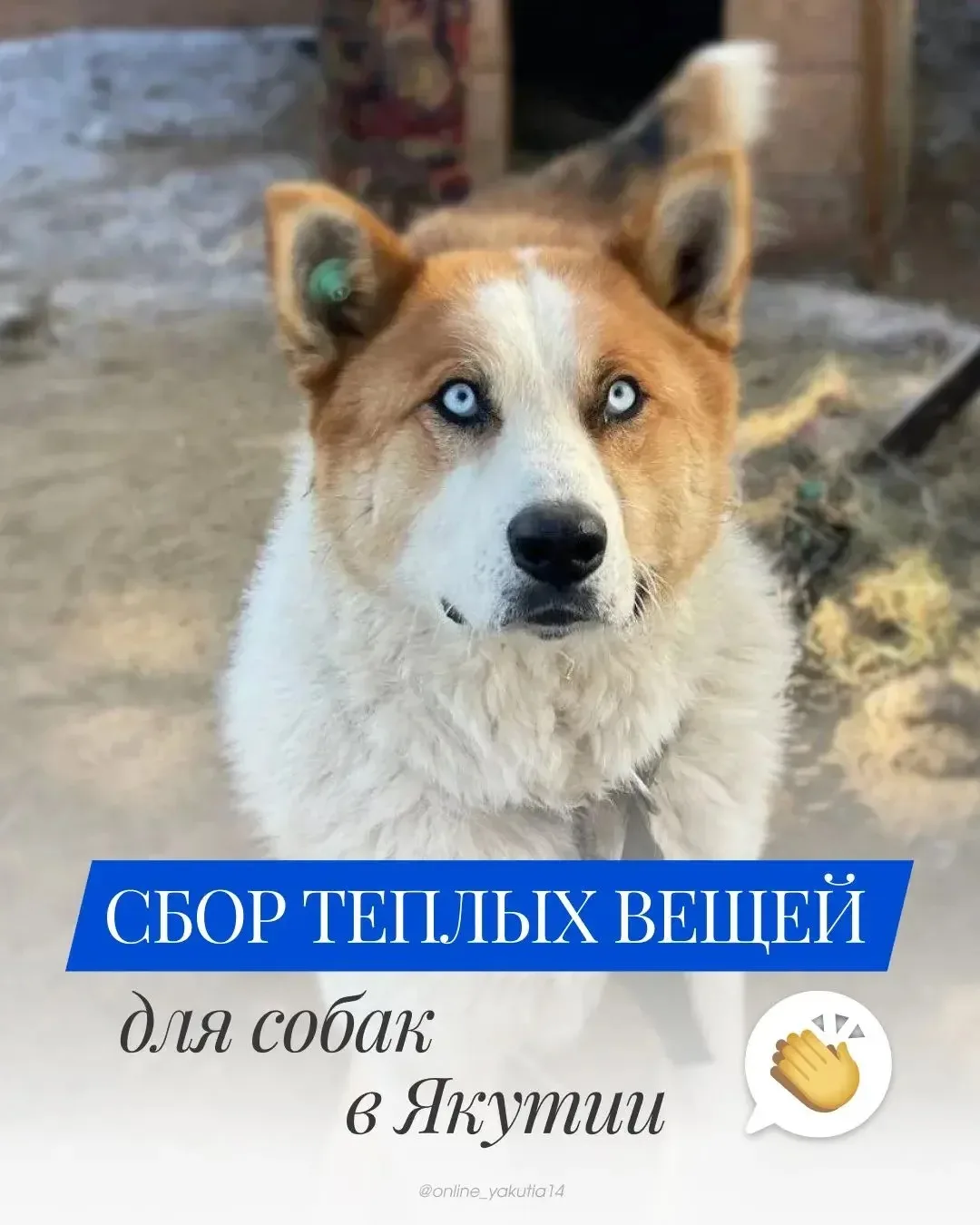 📢 Сбор теплых вещей для собак в Якутии