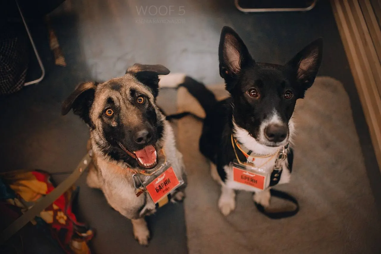 🐶❤️ Фестиваль-пристройство WOOF пройдет в Москве 17 и 18 октября!