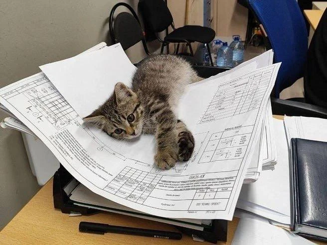 🐱 Добрая история со счастливым концом из Новосибирска