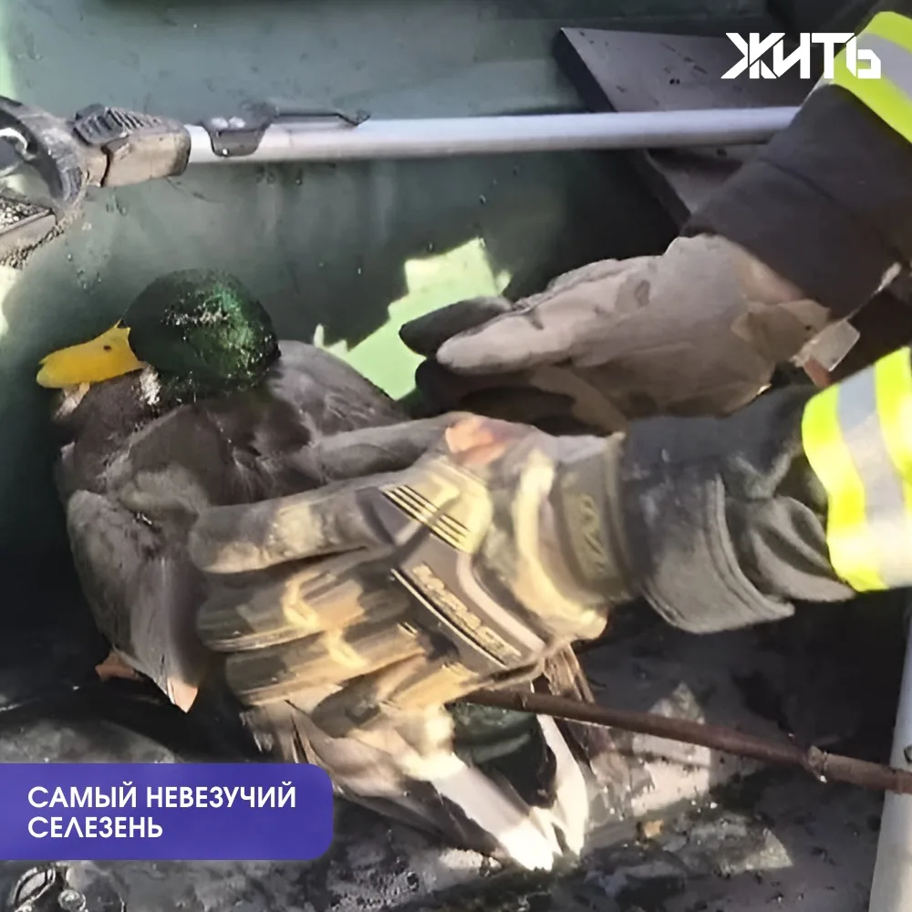 Самому невезучему селезню Москвы пришлось вызывать спасателей