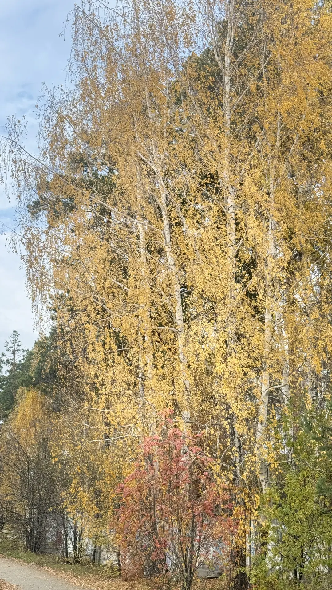 Золото осени ❤️‍🔥🍂