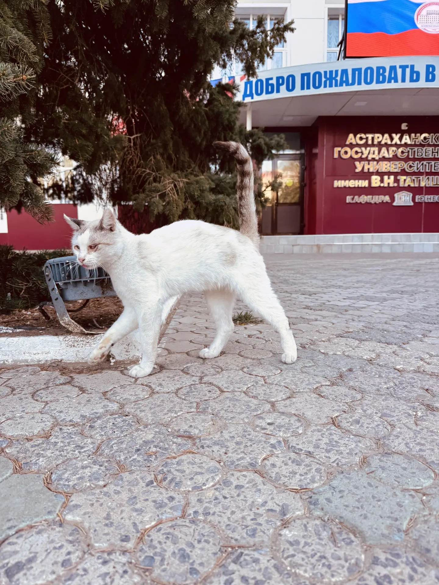 🐾 У корпуса АГУ обнаружен пушистый абитуриент!