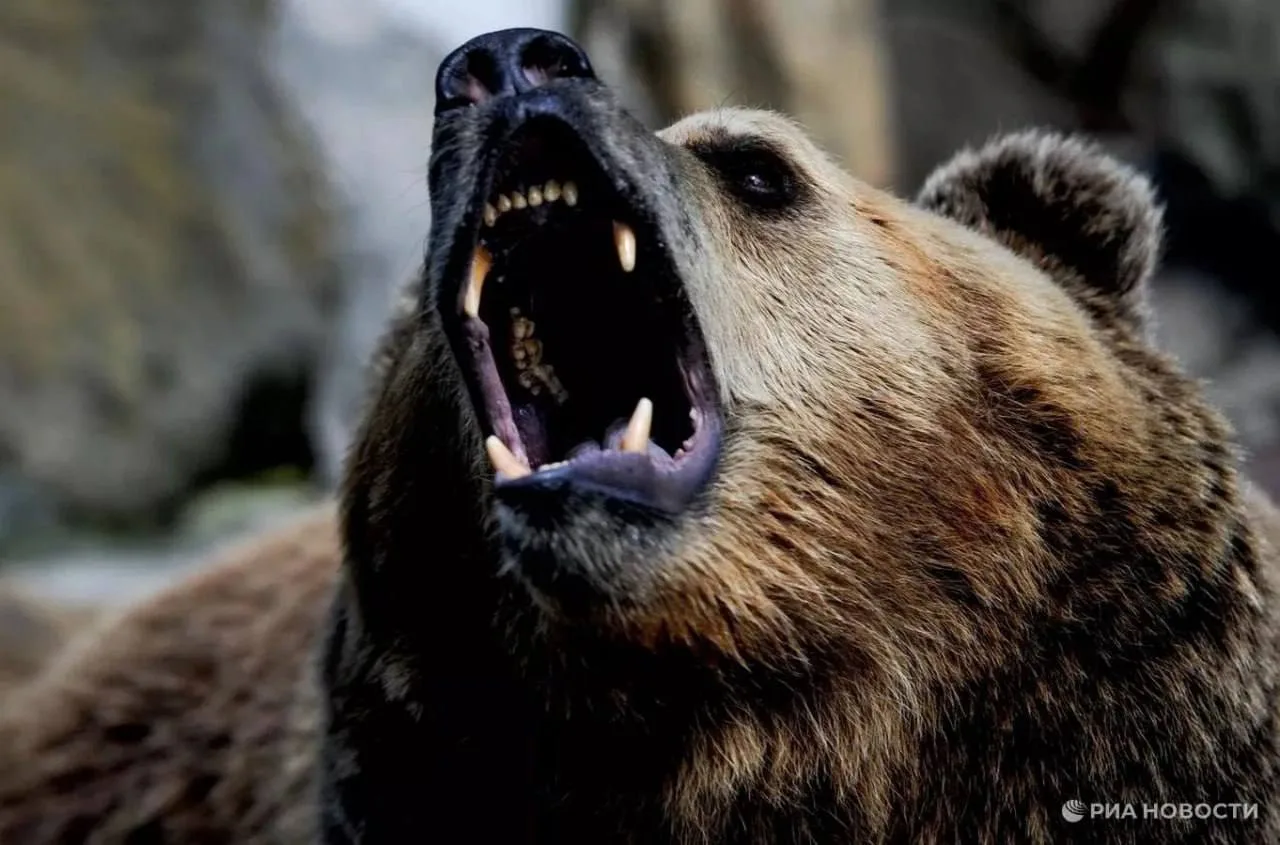 🐻 В окрестностях Ивангорода ищут медведя
