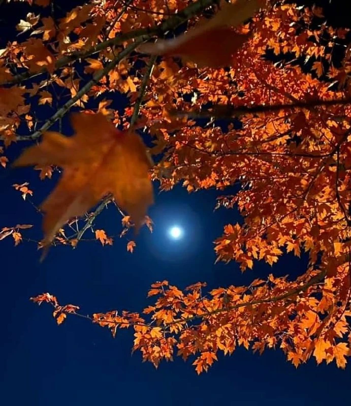 🌜ДОБРЫЙ ВЕЧЕР, ДОРОГИЕ ДРУЗЬЯ!