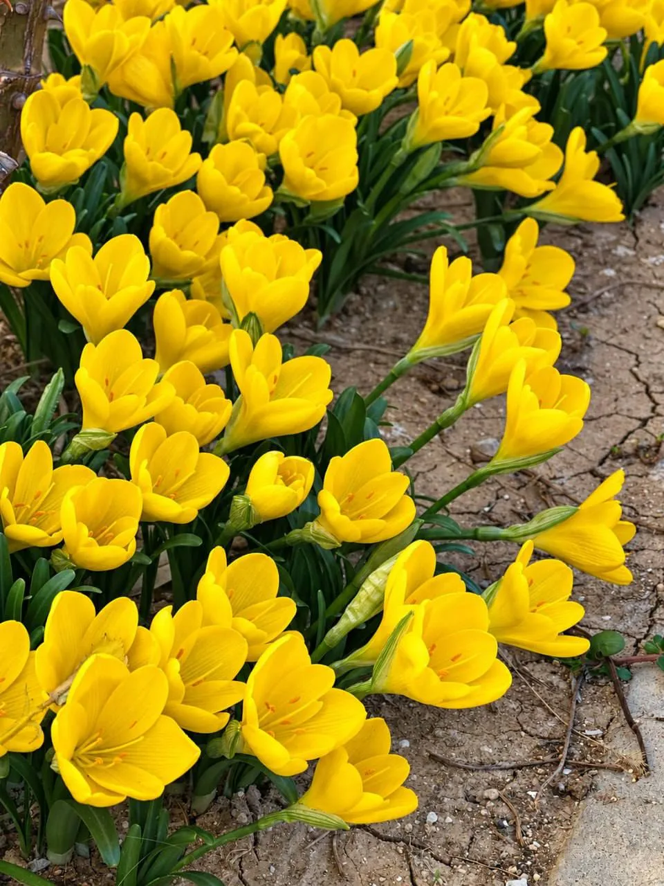 🌼 В Севастополе зацвела штернбергия жёлтая — цветок, напоминающий крокус. Пока другие ...