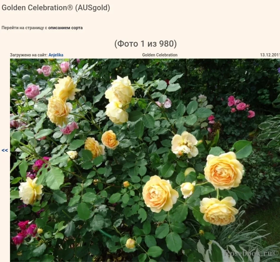 Здравствуйте всем🌹
