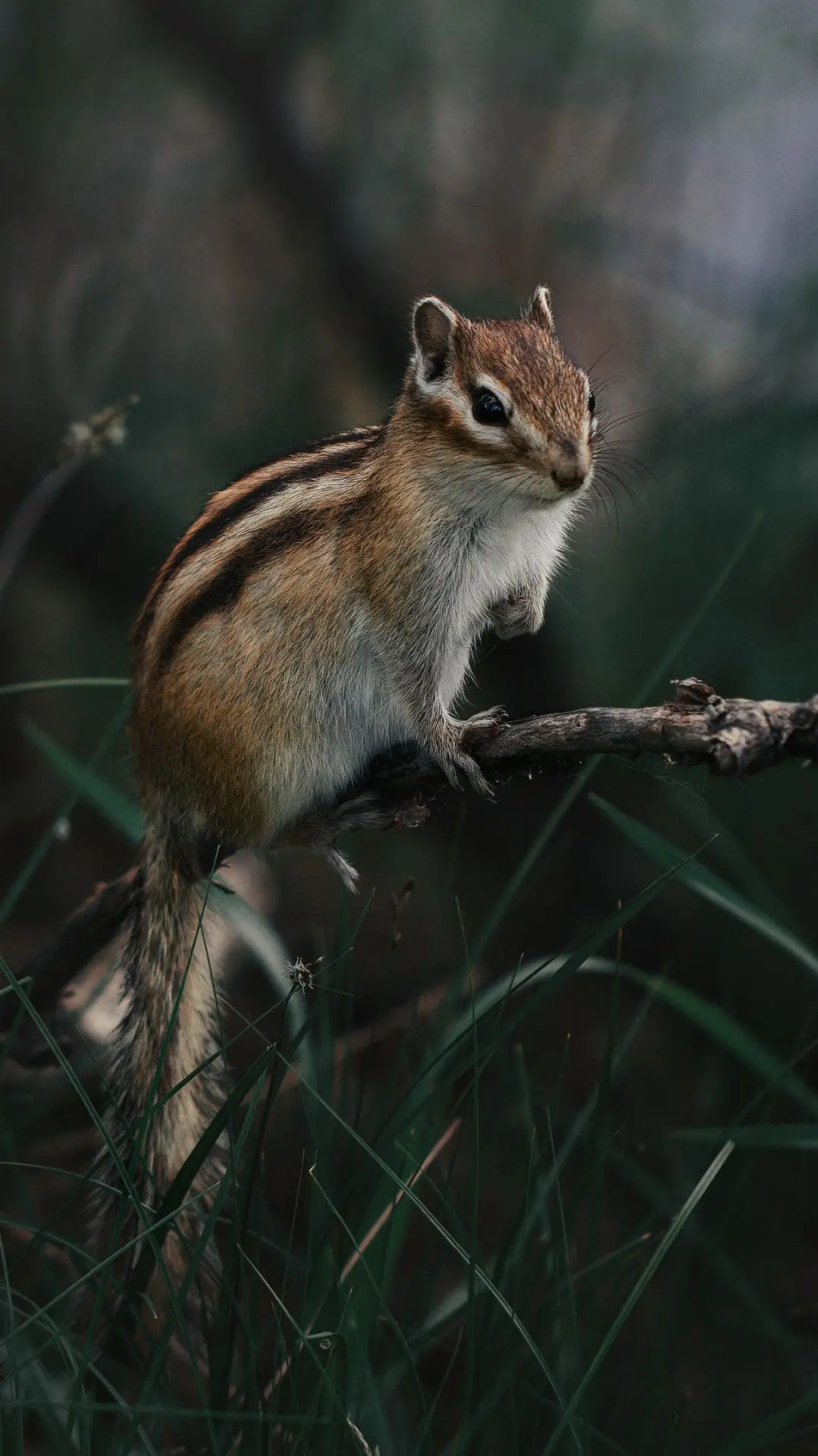 🐿️ Красноярское «бурундучьё»