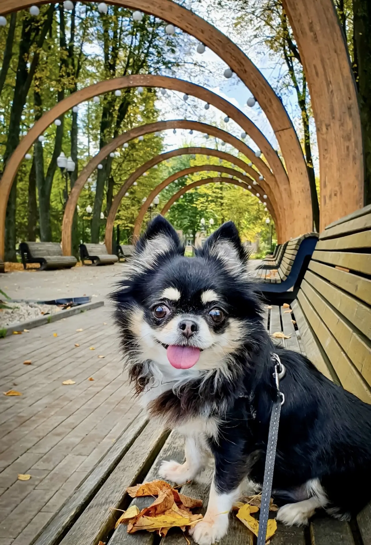 🐾🍂☀️