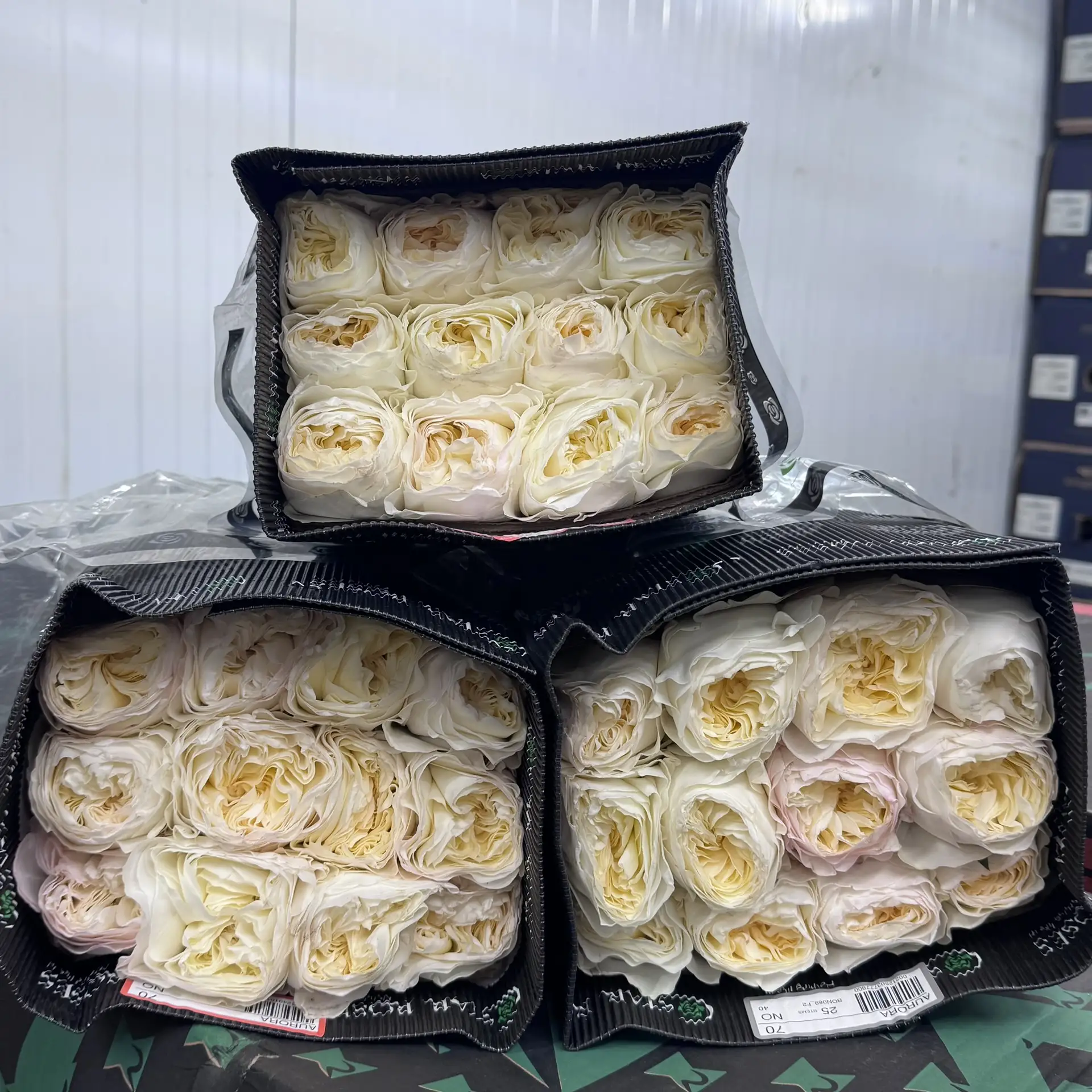 Роза auroras 🌹