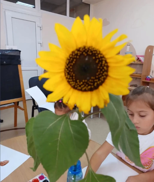 🌻 В нашем классе появился подсолнух! 🌻