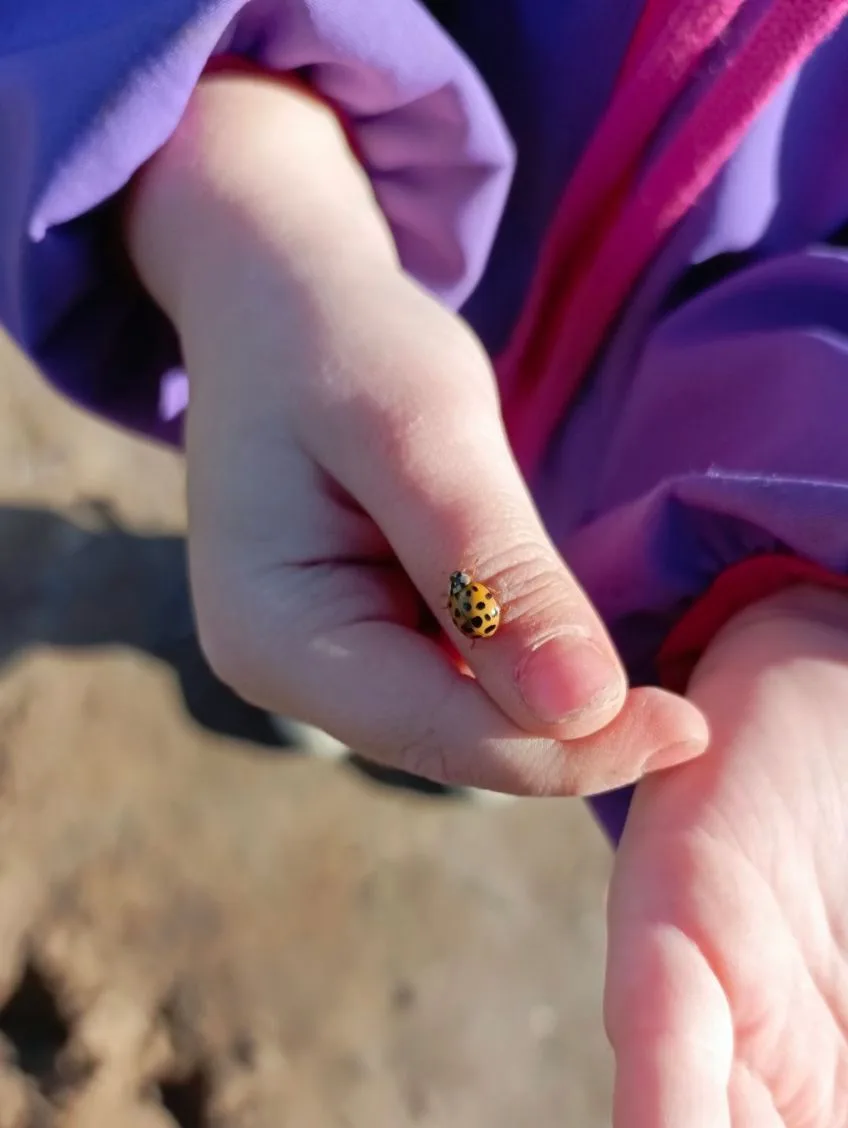 А ещё мы на днях с дочкой спасали божьих коровок с дорог😊🐞🐞🐞 Перетаскали штук 20 ил...