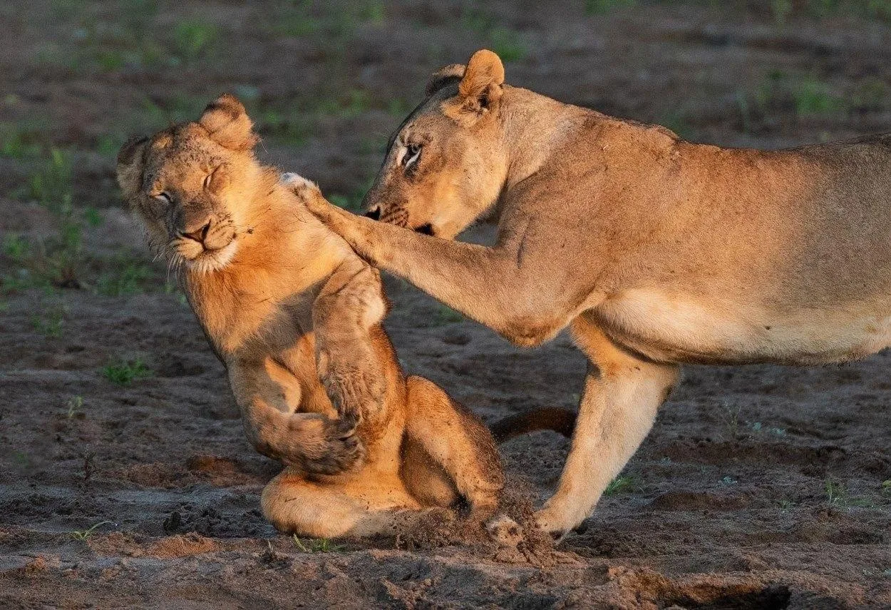 © Barbara Seiberl-Stark / Nikon Comedy Wildlife Photography Awards 2026