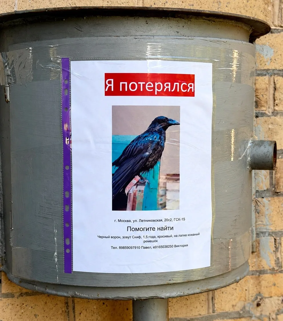 В Москве разыскивают ворона Скифа – талисман байкерского клуба🐦‍⬛️