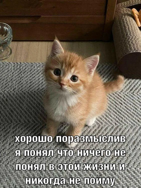Мемы каждый день • Подписаться