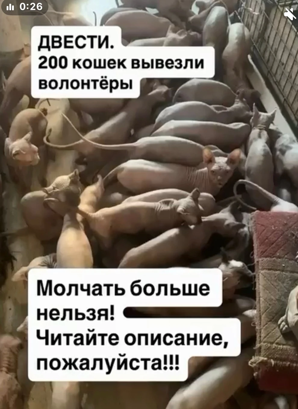 Волонтёры пожаловались в полицию на заводчицу, у которой вывезли более 200 сфинксов. Ча...