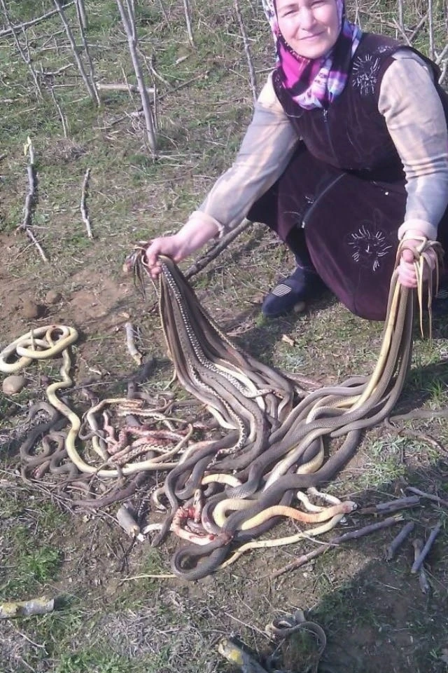 ЙЫЛАН ИТЕ АШАҒАН...