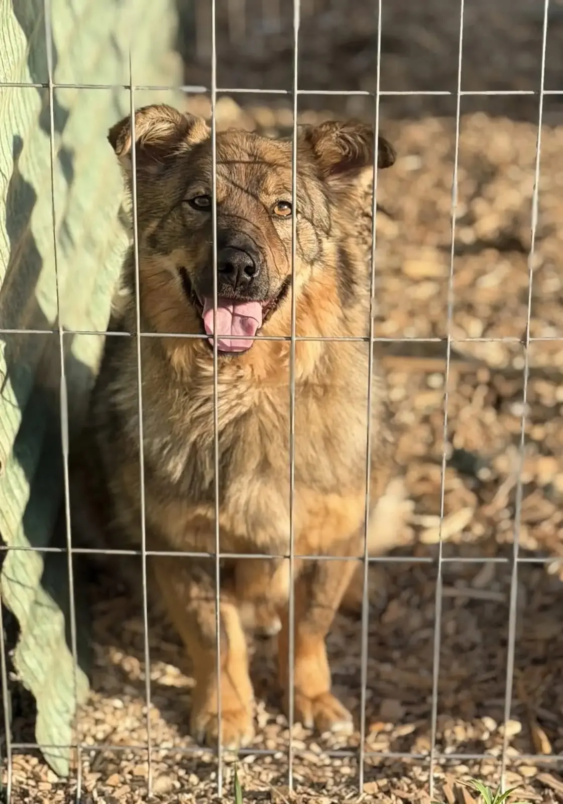 Привет, меня зовут Буся🐾