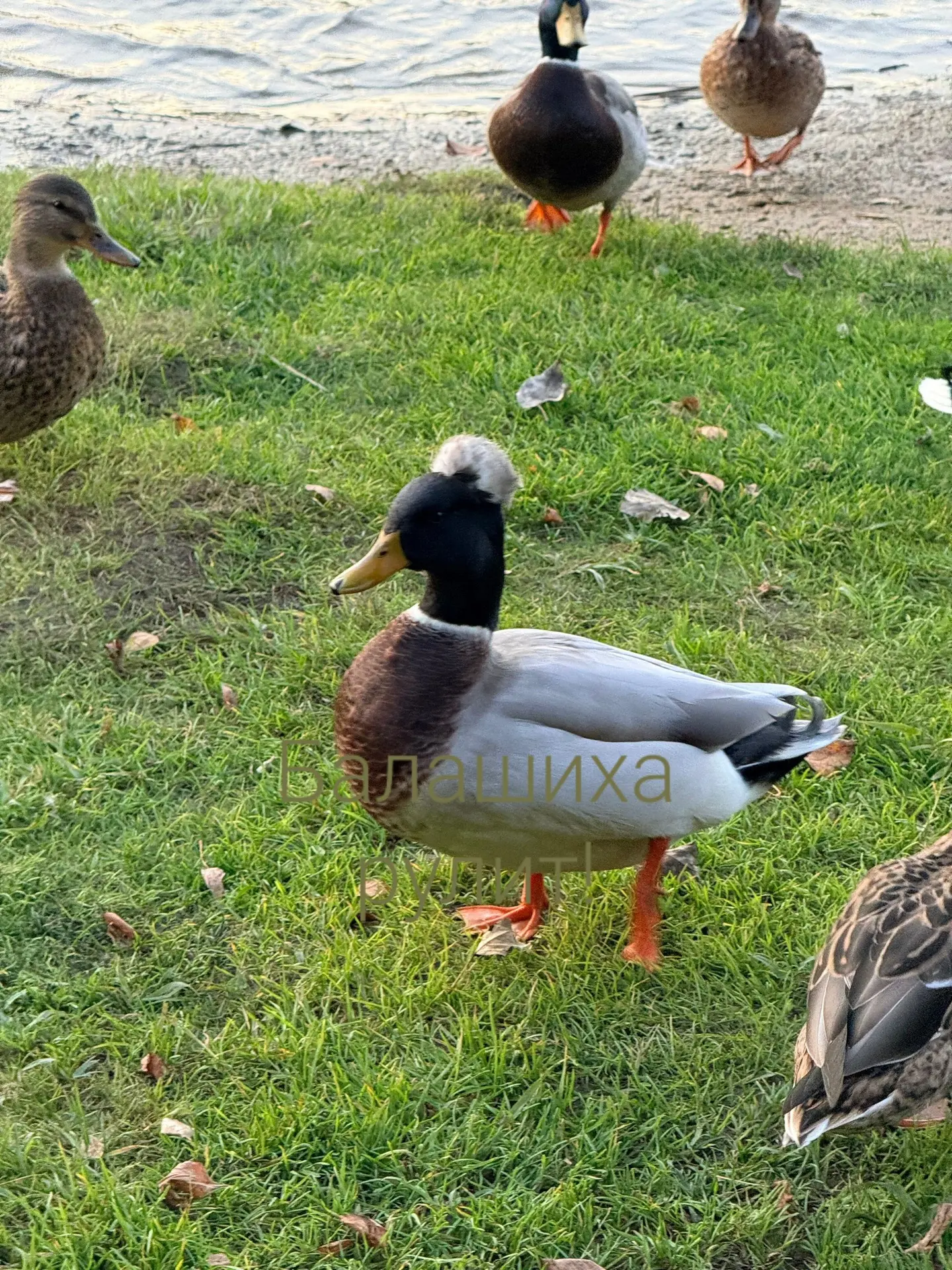 УТКА🦆В ШАПОЧКЕ