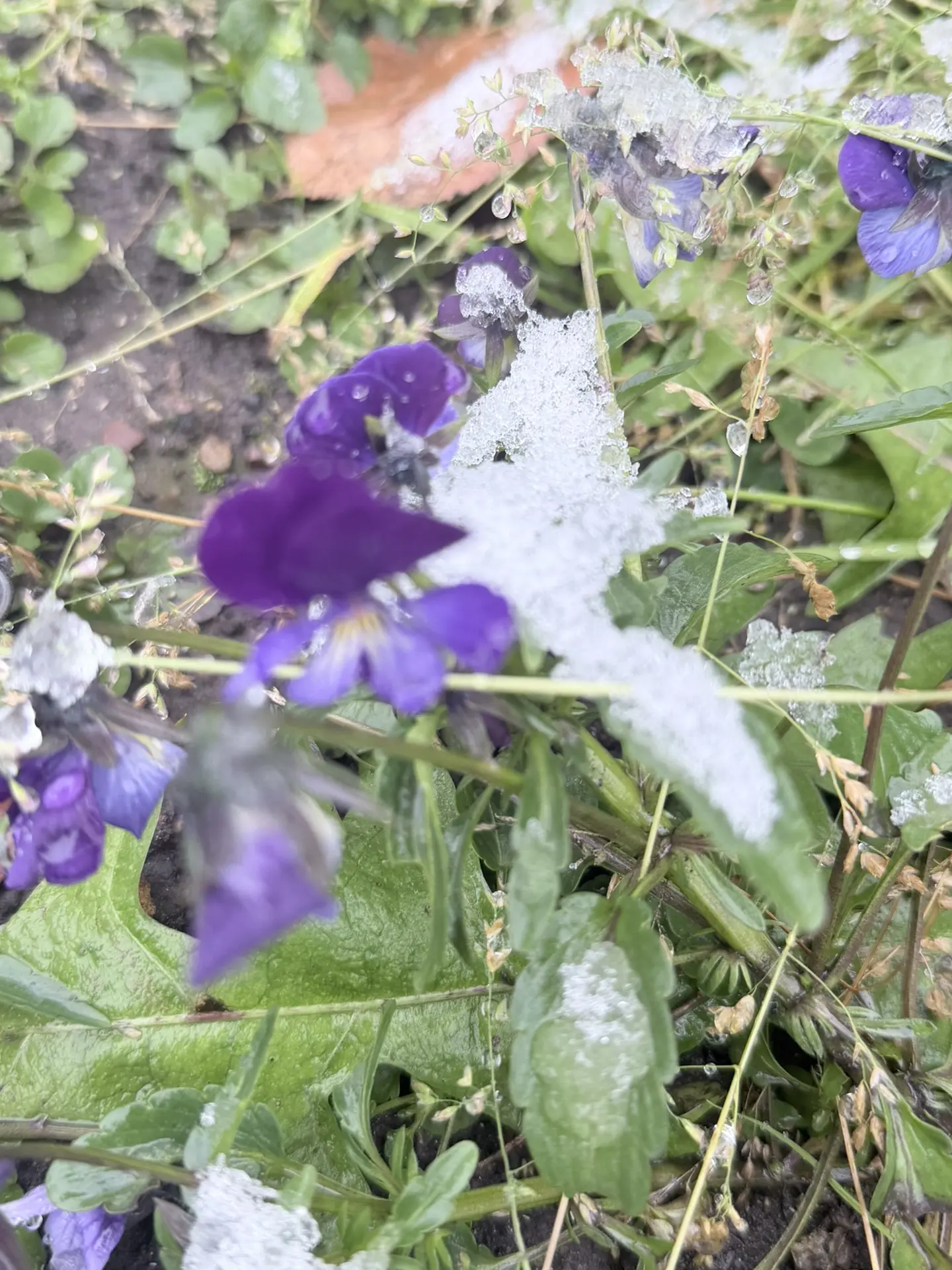 С первым снегом ❄️но не переживайте сегодня  +2 на улице, и до вторника 13 октября буде...
