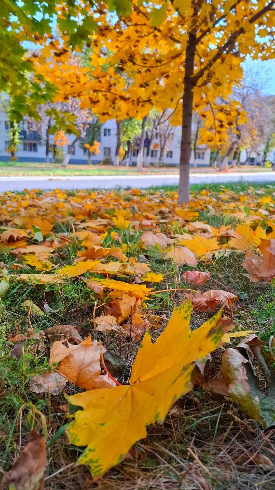 🍂 Доброе утро, Новокуйбышевск!